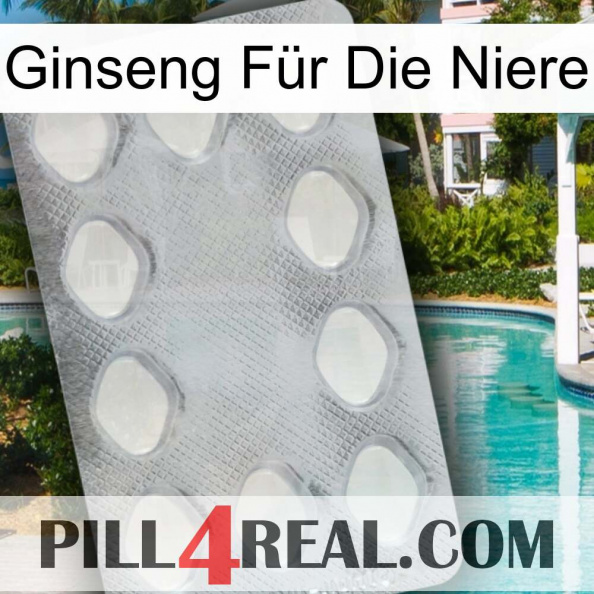 Ginseng Für Die Niere 16